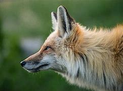 Image result for Fox Head Profile