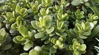 Image result for Baby Jade Plant