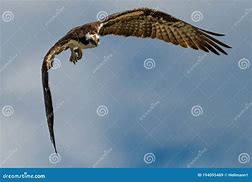 Image result for Osprey Sea Hawk