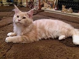 Image result for Cream Maine Coon Cat