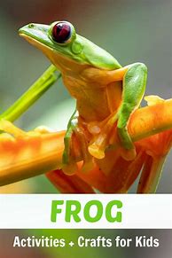 Image result for Frog Activities for Teens