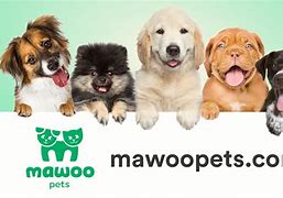 Image result for Mawoo Pets