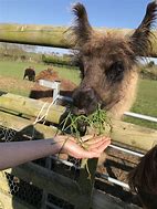 Image result for Farm Animals Lama