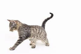 Image result for Cat Chases Tail