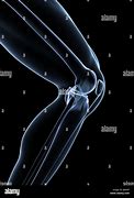 Image result for Illustration of Knee Anatomy