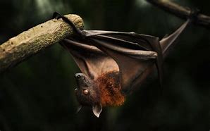 Image result for Fruit Bat Wallpaper