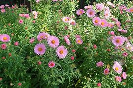 Image result for aster garden care