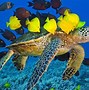 Image result for Aqua Fish