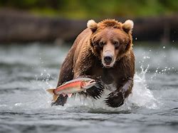 Image result for Black Bear Catch Fish