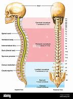 Image result for Vertebral Column and Spinal Nerves