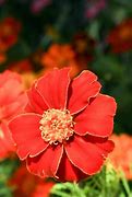 Image result for Flowe Macro