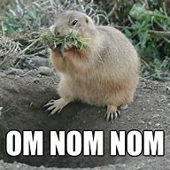 Image result for Funny Prairie Dog