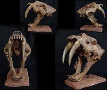 Image result for Smilodon Skull Fossil