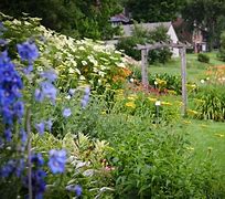 Image result for Delphinium Garden