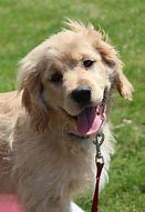 Image result for Cocker Retriever