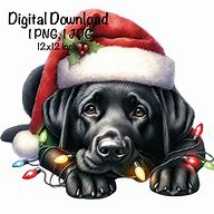 Image result for Labrador Christmas Lights