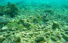 Image result for Hawaiian Snorkeling