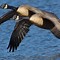 Image result for Canada Goose Bird