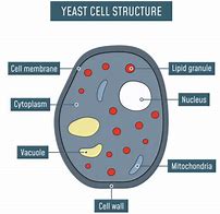 Image result for Dry Saccharomyces Cerevisiae