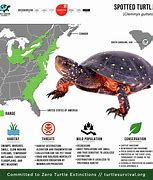 Image result for Red Spotted Turtle Food