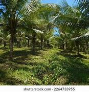 Image result for Sri Lanka Coconut Farming