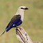 Image result for Blue-Bellied Roller