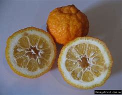 Image result for bush lemon tree fruit