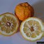 Image result for bush lemon tree fruit