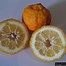 Image result for Bush Lemon Tree