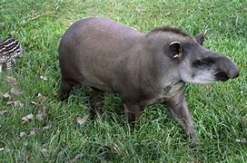 Image result for Tapir Wallpaper