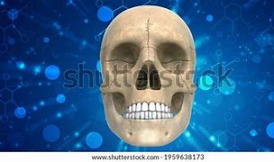 Image result for Human Skull Anatomy 3D