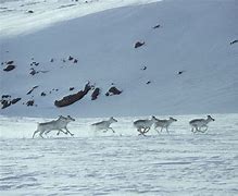 Image result for Caribou Reindeer Herds