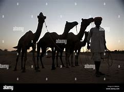 Image result for 4 Camels and a Dog