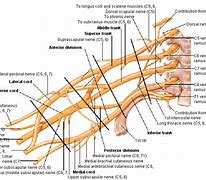 Image result for Brachial Plexus Innervation Chart