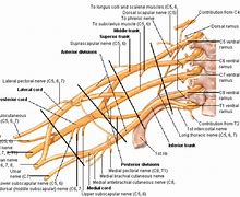 Image result for Brachial Plexus Roots