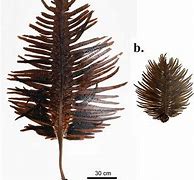 Image result for Sporophytic Canker of Undaria Pinnatifida