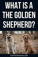 Image result for Golden Shepherd Images