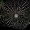 Image result for Spider Web Texture