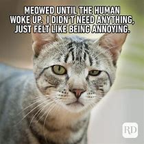 Image result for Cat Memes Funny Clean Work