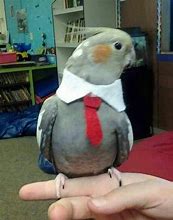 Image result for Birb Memes