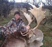 Image result for Fallow Deer in NZ