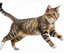 Image result for Cat Paws Walking