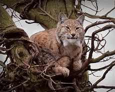 Image result for Northern Lynx