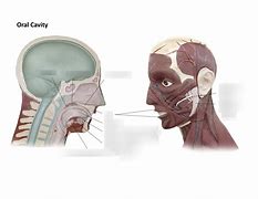 Image result for Parts of Oral Cavity