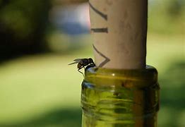 Image result for Drunk Fly