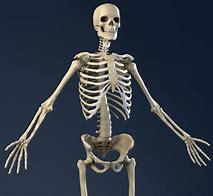 Image result for Muscle Skeleton Model