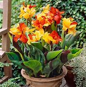 Image result for Dark Red Canna Lily