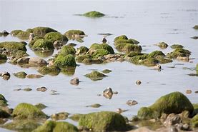 Image result for Stunning Rock Pool Images in NZ