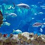 Image result for Aquarium Salon