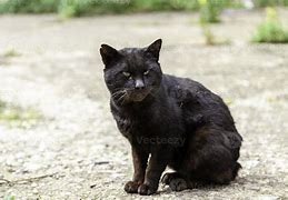 Image result for Stray Black Cat Trash